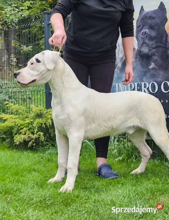 Szczeniaki samce Dog Argentyński ZKwP FCI krycie Gończyce sprzedam