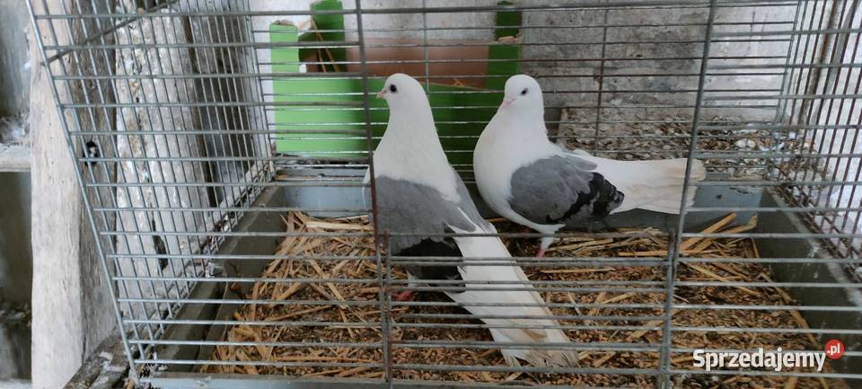 Orliki lubelskie siwe boki lubelskie Tokarówka