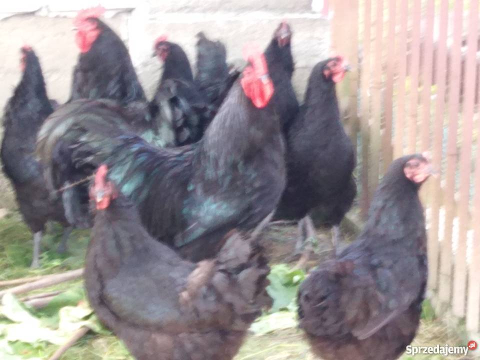 Kurczęta australorp małopolskie Ryczów