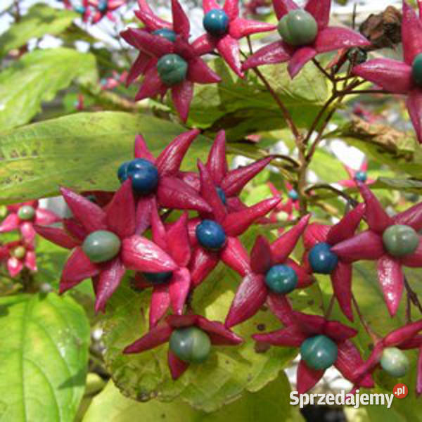 SZCZĘŚLIN PÓŹNY Clerodendron trichotonum NASIONA Nasiona Lubanie sprzedam