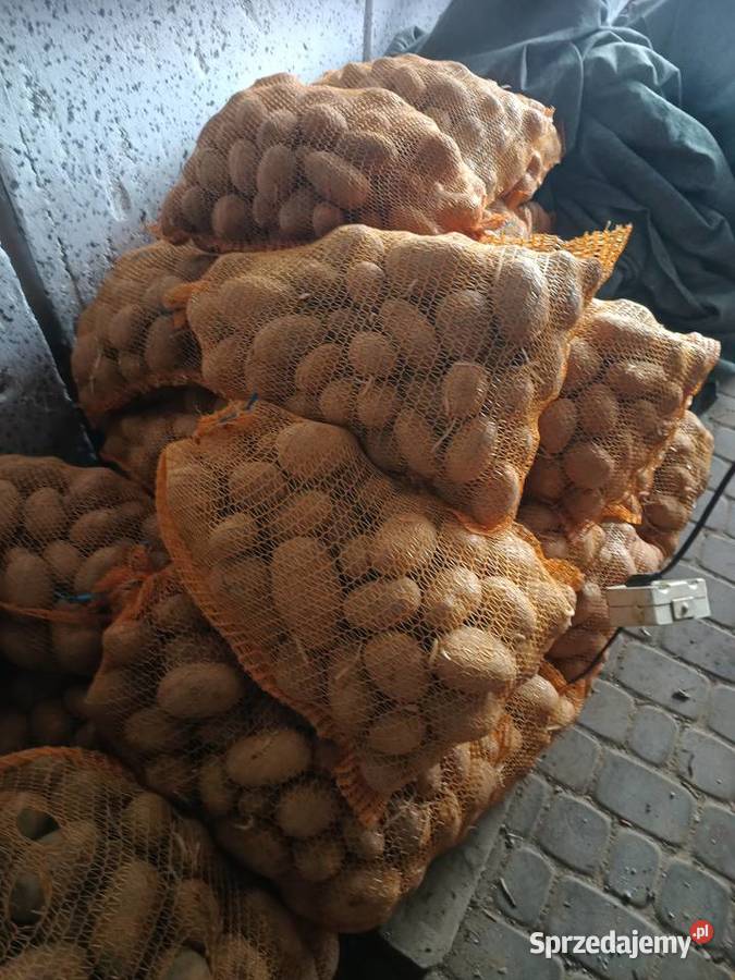 Ziemniaki Sadzeniaki Produkcja roślinna Barnim