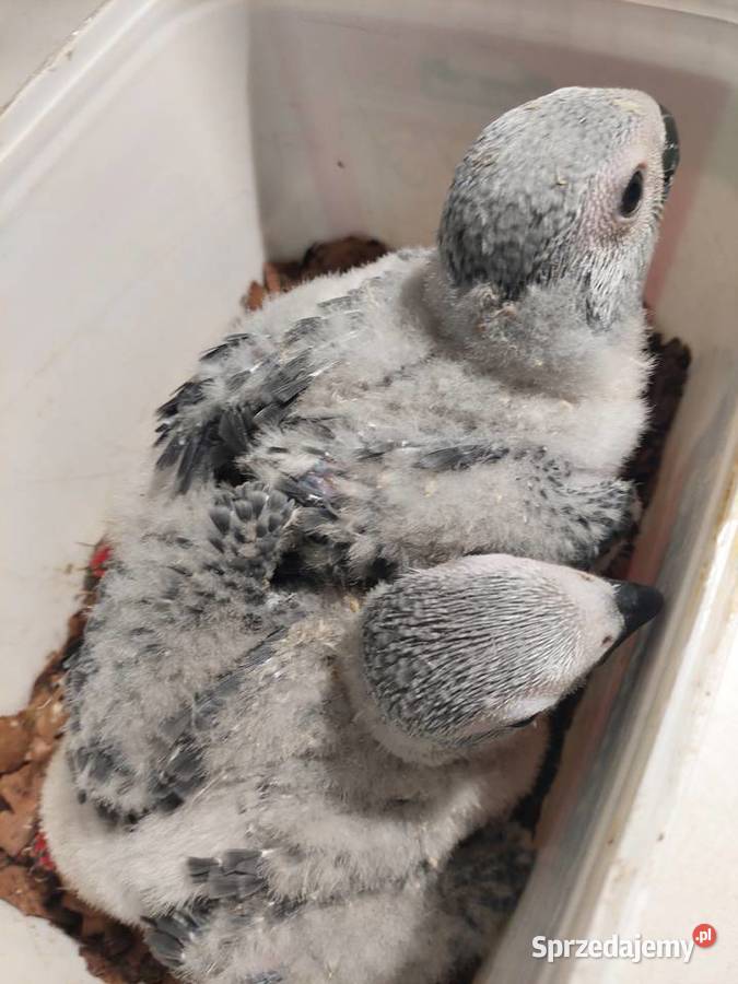 Sprzedam papugi Grodzisk Wielkopolski sprzedam