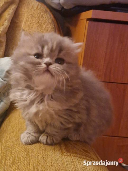 Brytyjskie kotka dlugowlosa niebieska Szamotuły