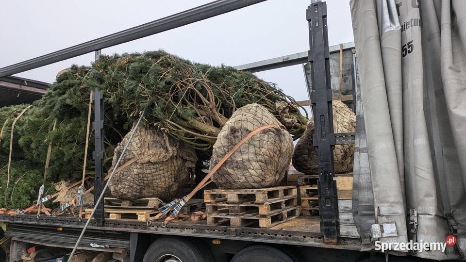 Sadzonki ozdobne iglaste liściaste Tychy