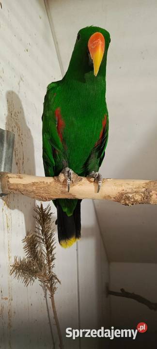 Lora wielka samce i para lęgowa Jastrzębie-Zdrój sprzedam