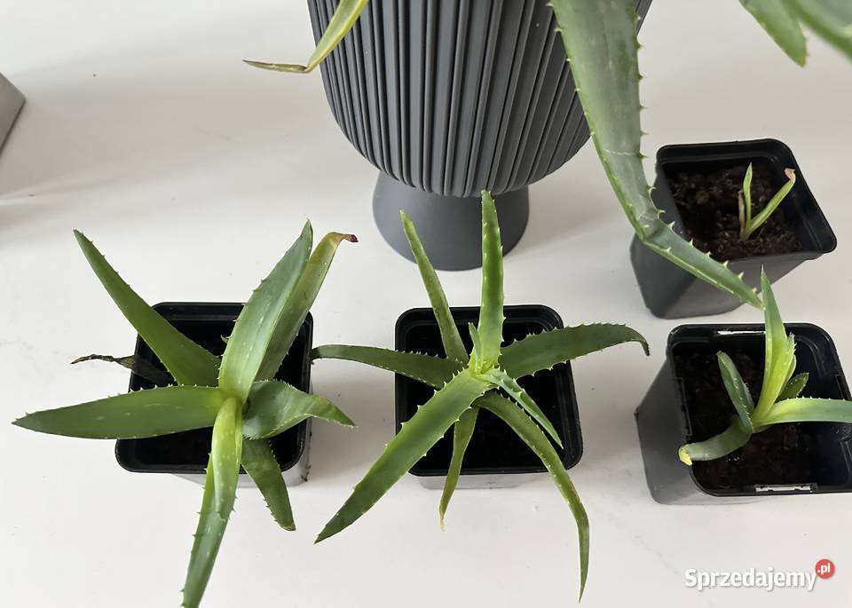 Aloe Wera leczniczy sadzonki Łódź