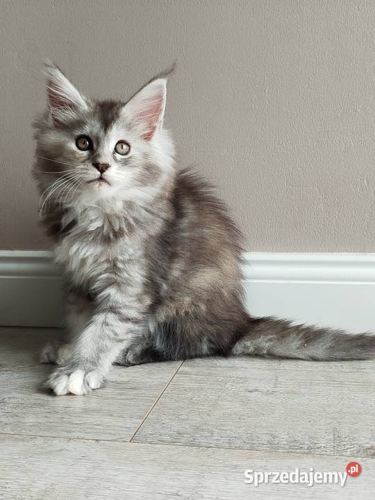 Jasmine kotka Maine Coon sprzedam