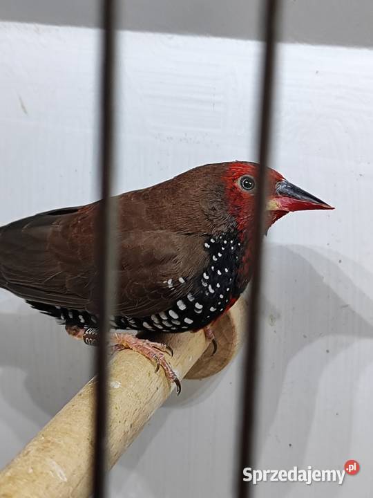 Astryld Malowany małopolskie Myślenice