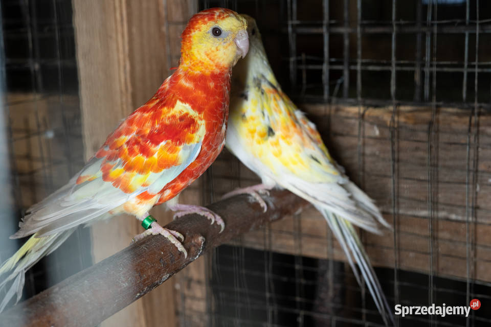 Para świergotów 20202023 Chmielnik