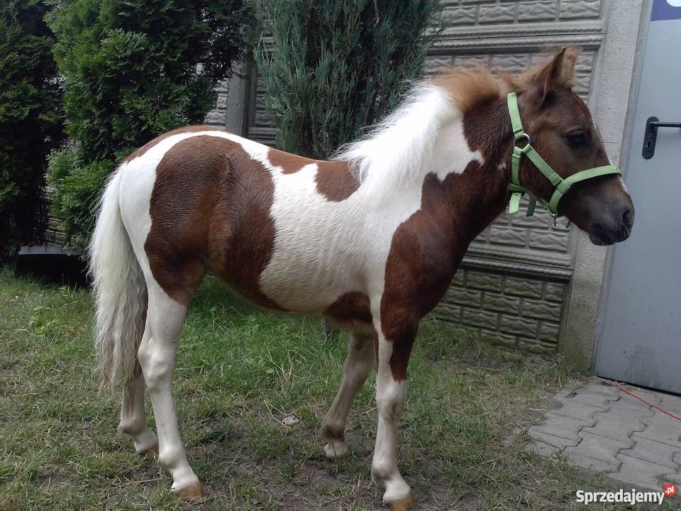 SPRZEDAM KUCYKA Zwierzęta łódzkie Słowik