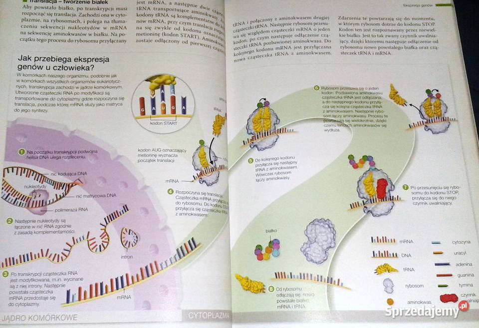 Biologia na czasie Emilia Bonar S Czachorowski Chełm