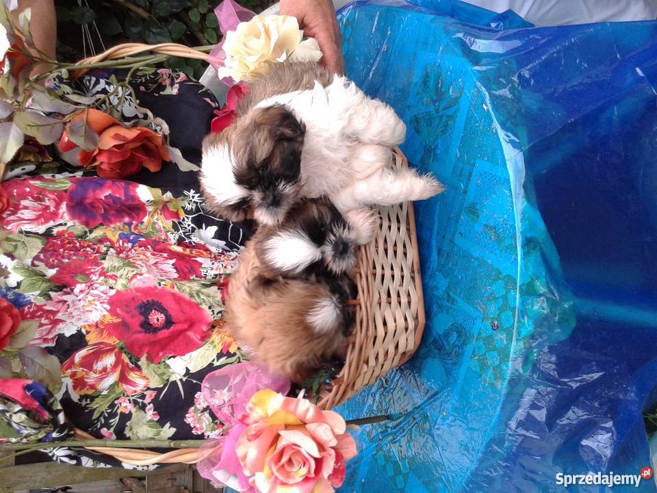 Pieski Shih Tzu maleństwa z rodowodem i chipem Gliwice sprzedam