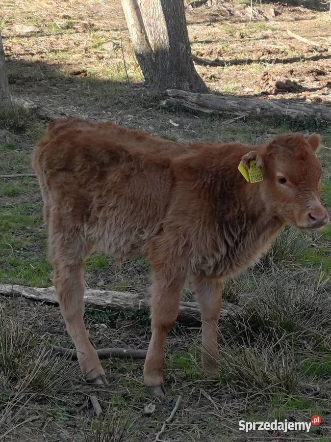 Sprzedam byczka limousine Zwierzęta Bobolice