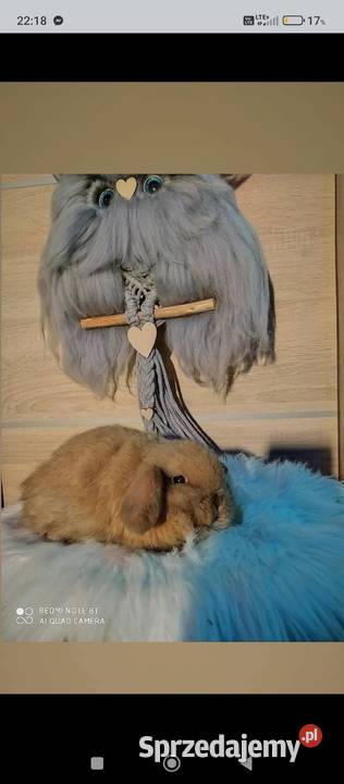 Mini lop karzełek Teddy lewek mini rex króliki Krosno sprzedam
