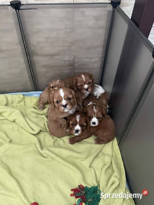 Cavusie szukają domku sprzedam