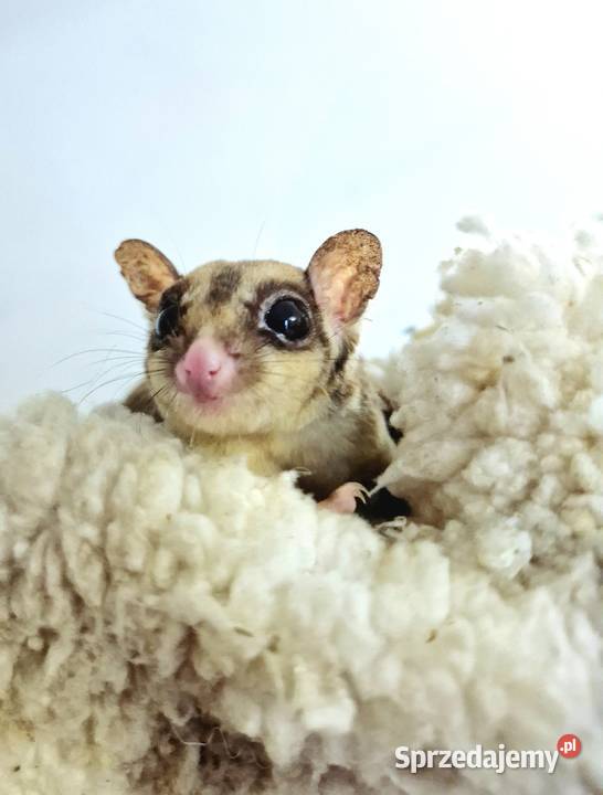 Lotopałanka Karłowata samce i samice Pozostałe Oława