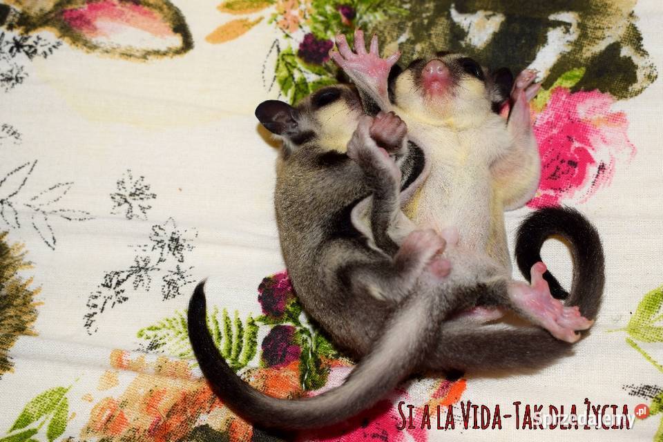 Lotopalanki lotopałanka karłowata sugar glider Wrocław