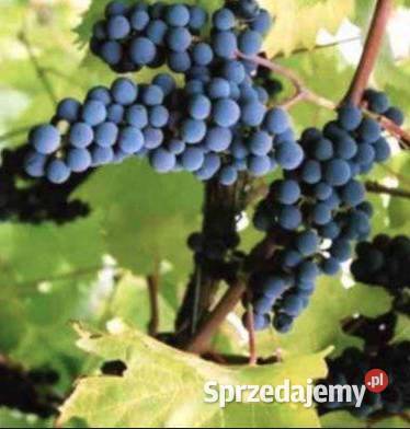 Szczepione winogrono na wino i soki Marchal Foch Łazy Brzyńskie
