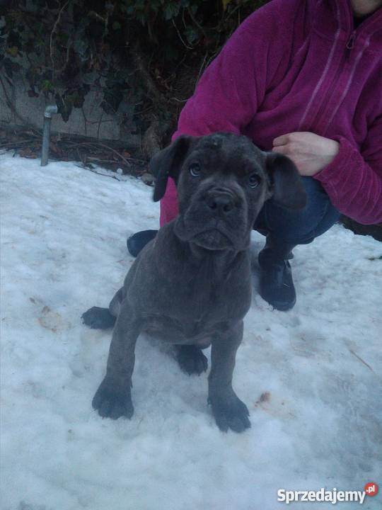 Szczenięta Cane Corso Błękitne Pawłowice