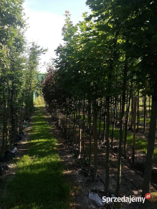 drzewa liściaste nasadzenia zastępcze solitery Łódź sprzedam