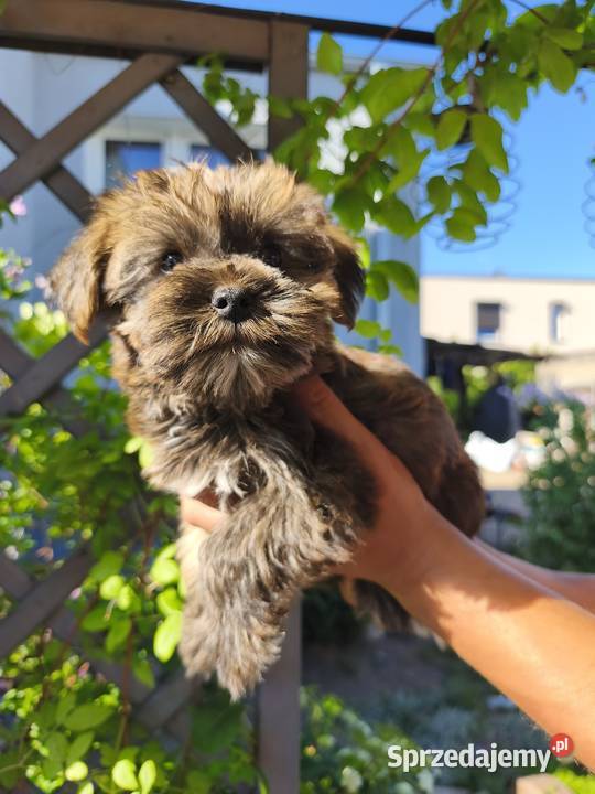 Yorkshire terrier piesek Psary Małe