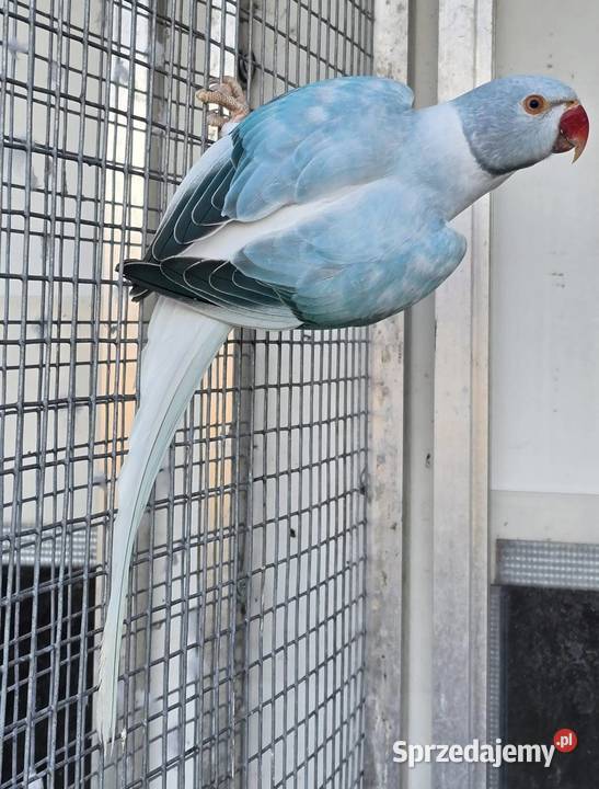 Aleksandretta obrożna łatwo się oswaja i można sprzedam