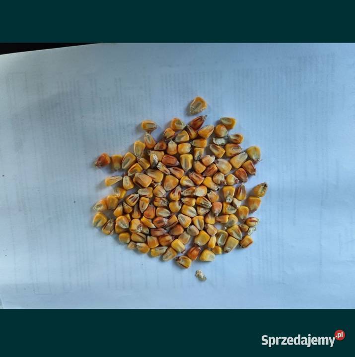 Kukurydza sucha 2023 Ok 100t Big bag luz sprzedam