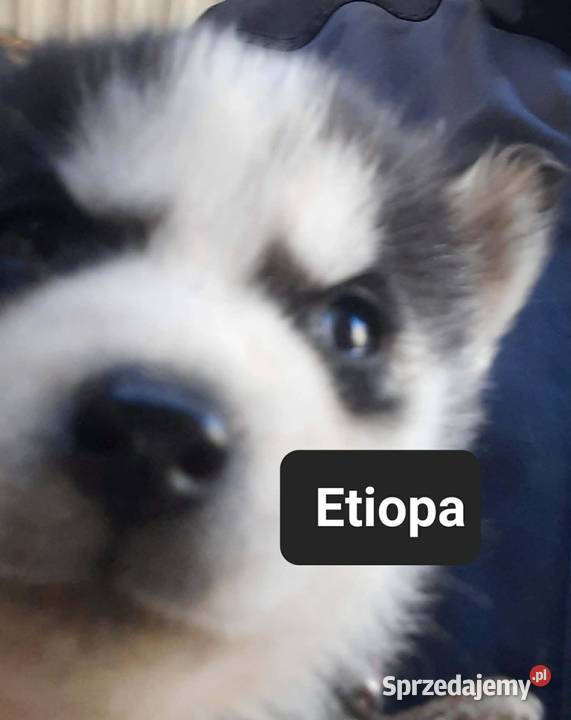 Dostępne szczeniaki rasy Syberian husky pomorskie sprzedam