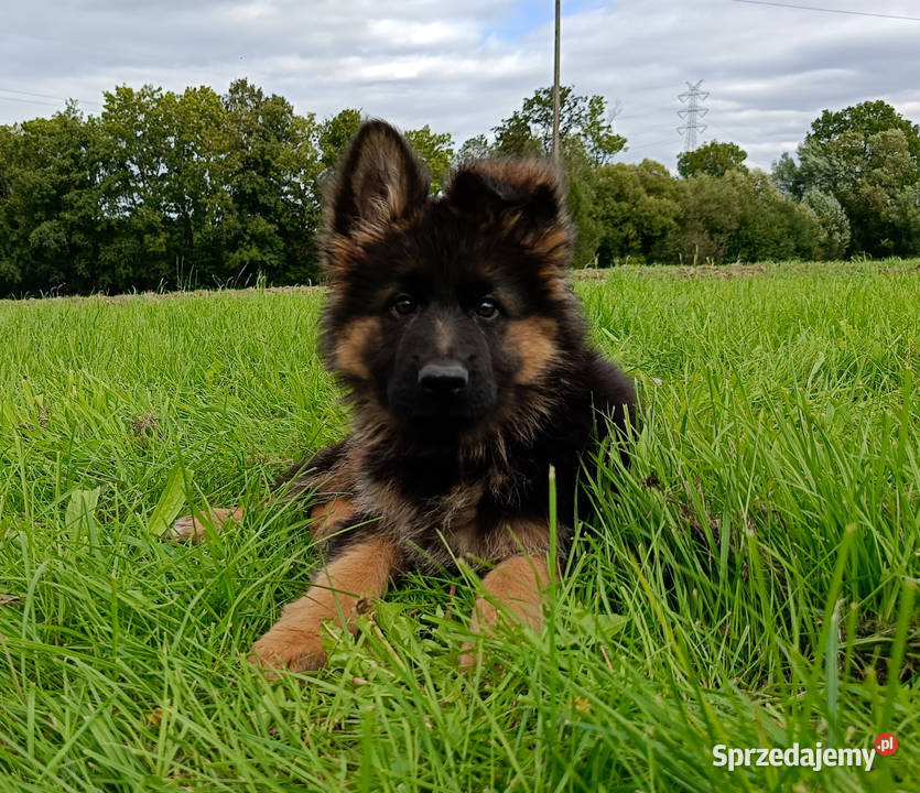 Owczarek niemiecki długowłosy SZCZENIĘTA FCI śląskie