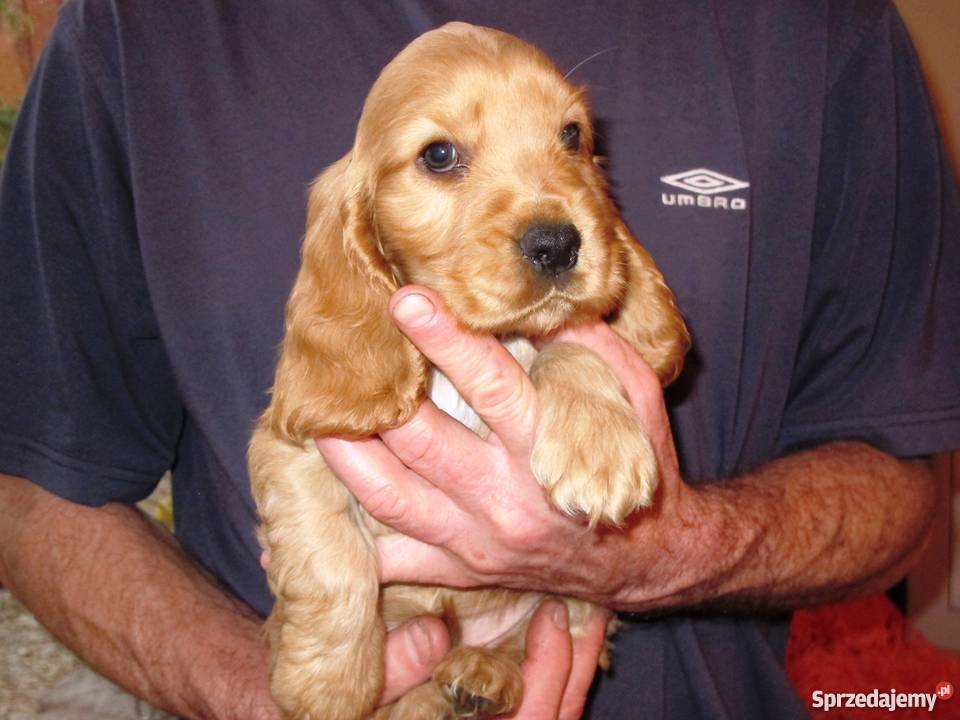 złote szczeniaki suczka sunia COCKER SPANIEL małopolskie Malec
