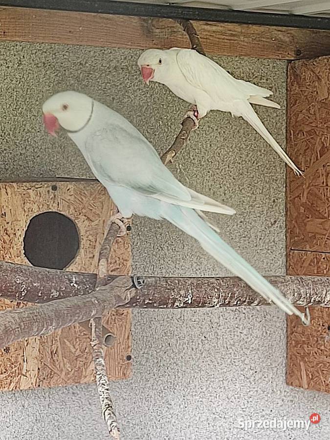 Sprzedam parę aleksandretty obrożnej lacewing i Ptaki Widawa