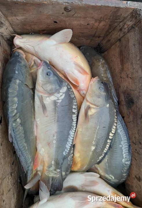 KARP ŻYWY HANDLOWY GIERAŁTOWICE sprzedam