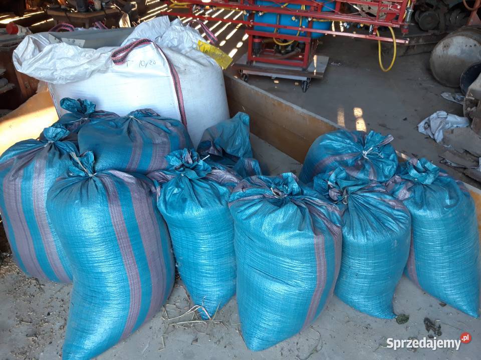 Bobik wyczyszczony na poplon Zarogów