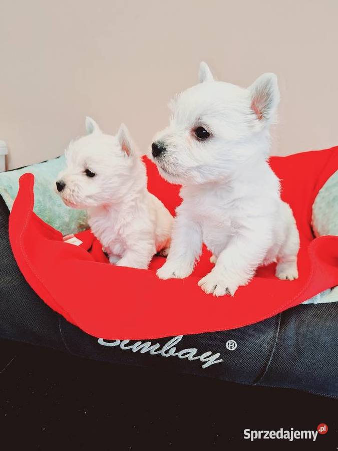 West suczki I pieski Przysucha sprzedam