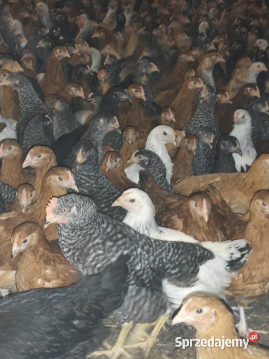 Młode kury nioski 10 tygodni