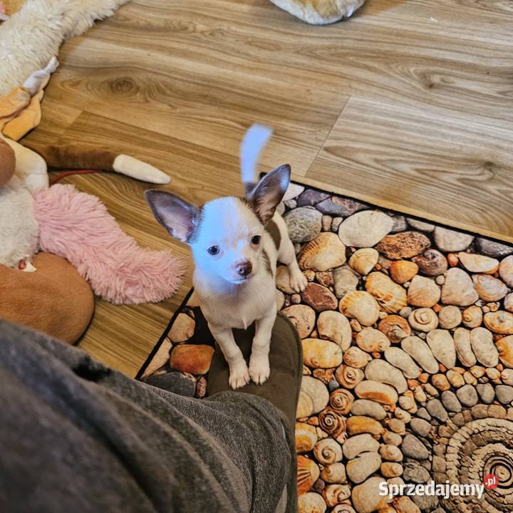 Chihuahua jedyny taki piesek mądry Całuśny zachodniopomorskie Kołobrzeg