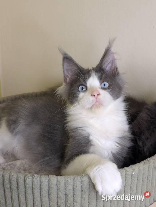 Da Vinci kocurek Maine Coon Tica Zapraszamy