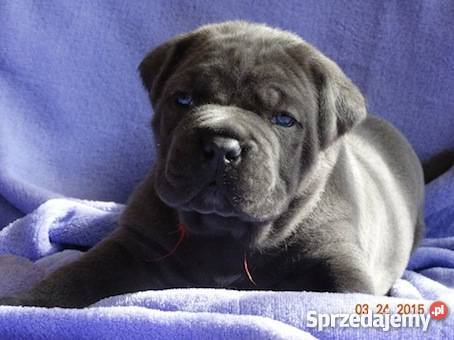 Błękitne pieski Cane Corso Hodowla RISU DIABOLUS podkarpackie Krosno