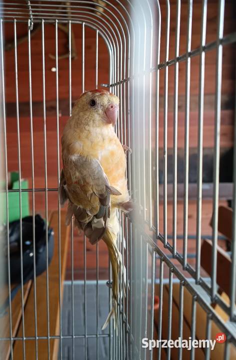 2 samice świergotki Lwówek