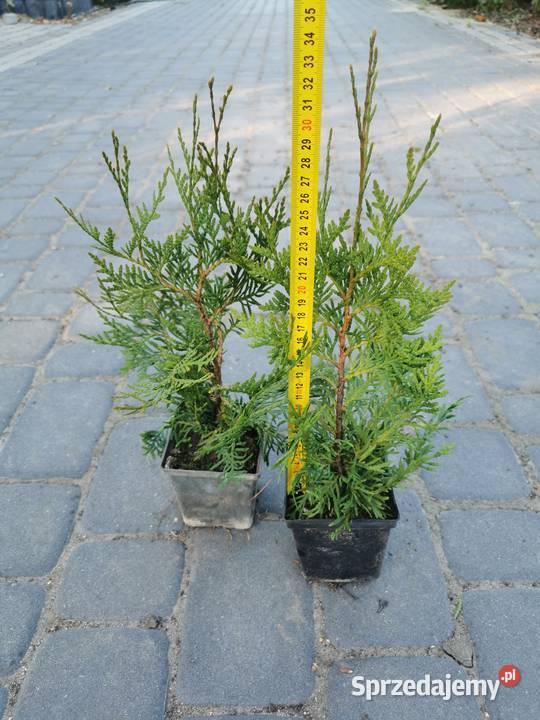Żywotnik olbrzymi sadzonki Thuja plicata p9 05 l