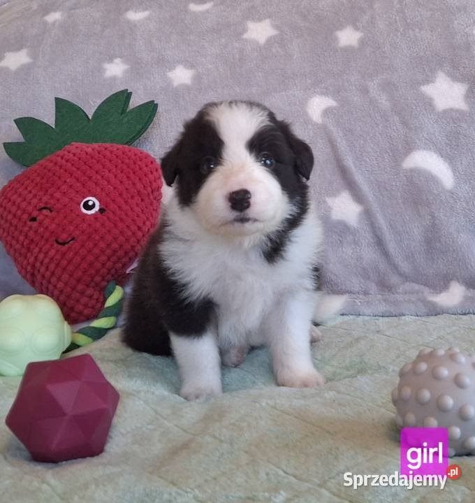 Border collie ŚLICZNE szczeniaczki z metryką Zwierzęta Jaworzno