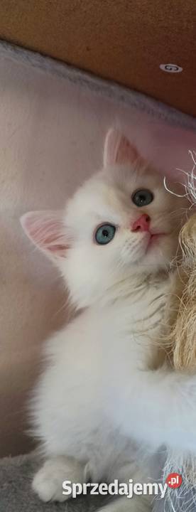 Śliczny Kocur Syberyjski Umi z Rodowodem PZFWCF Sochaczew sprzedam