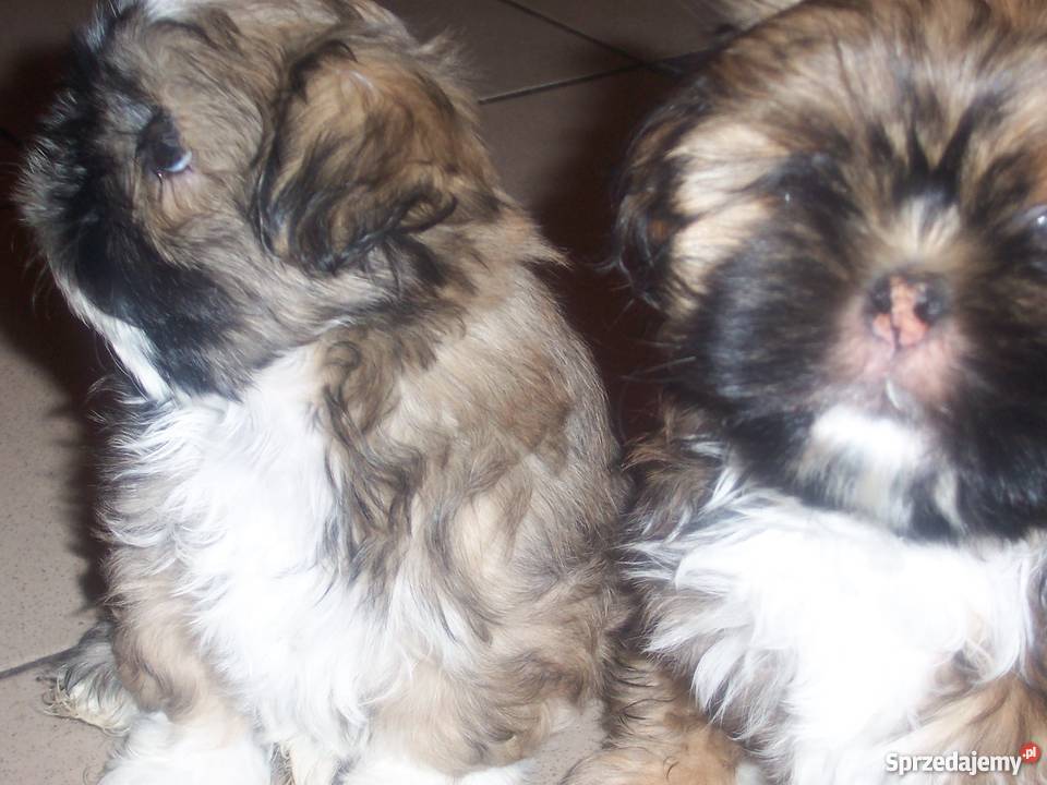Szczenięta shih tzu Wieluń sprzedam