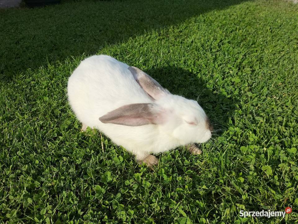 Królik Kalifornijski Samiczka podkarpackie Wielopole Skrzyńskie