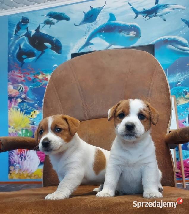 Jack russell terrier szczenięta wielkopolskie Gostyń
