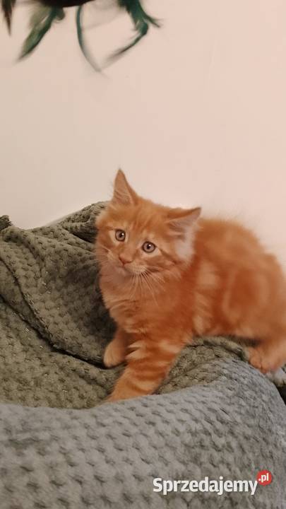 Kocurek Maine Coon Rodowód FPL Bytom Odrzański