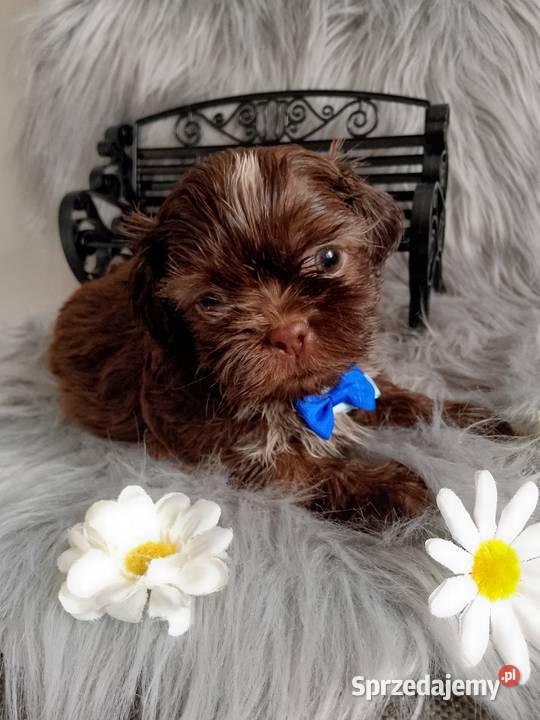 Do Odbioru czekoladowy piesek rasy ShihTzu opolskie Kluczbork
