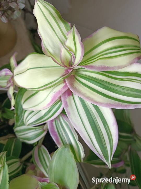 Trzykrotki tradescantia 24 różne odmiany w tym Skuły