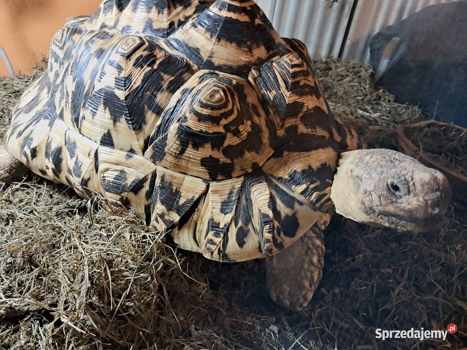 Żółwie lamparciepara