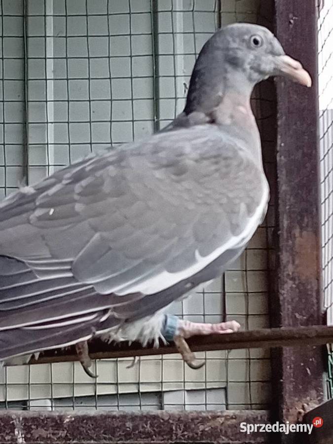 Gołębie grzywacze Siedlce